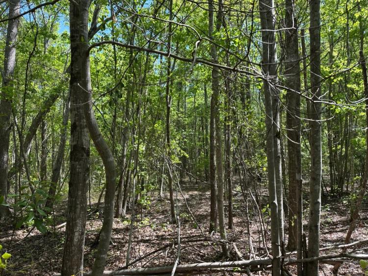 19.00 Acres at 533 0 John B. Carter Rd