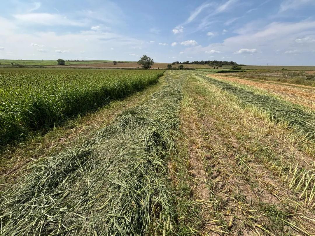 Miriam Road Cropland