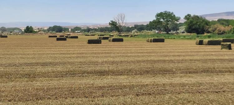 Gunnison River Farm