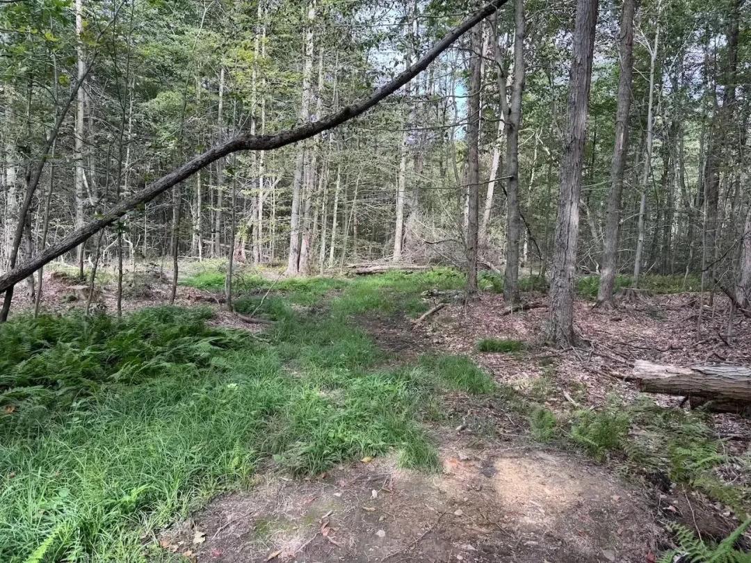 25 acres Hunting Land and Recreational Land with Owner Financing in East Concord NY Allen Road