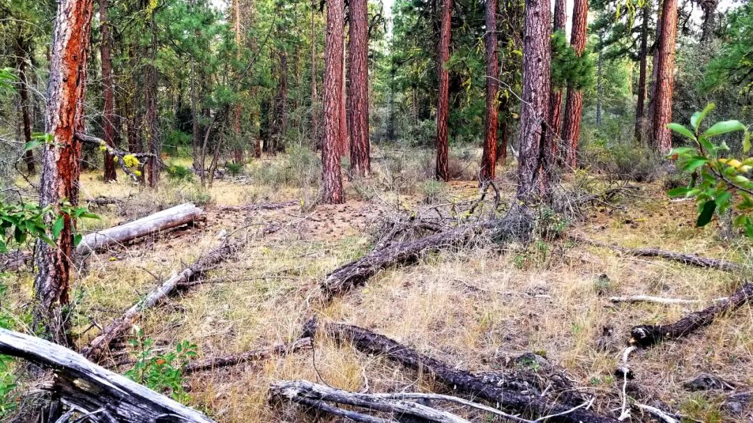 Forested Residential Buildable Parcel
