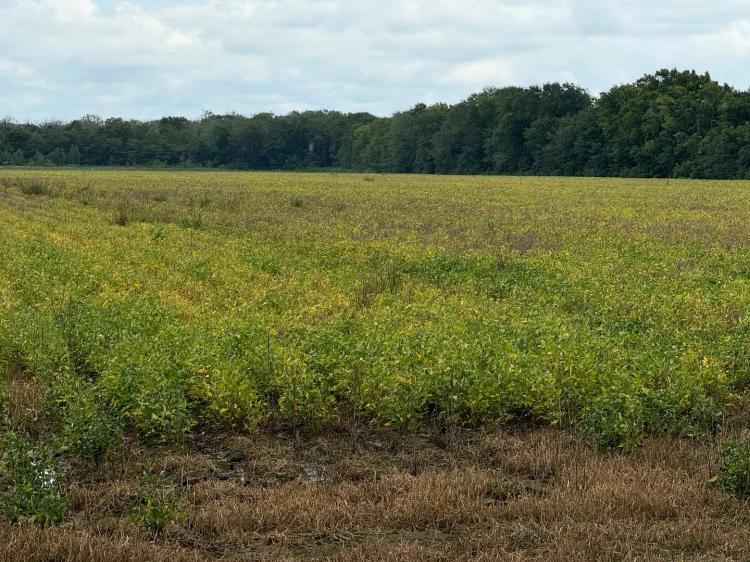 LA - Caldwell 43 acres +/-