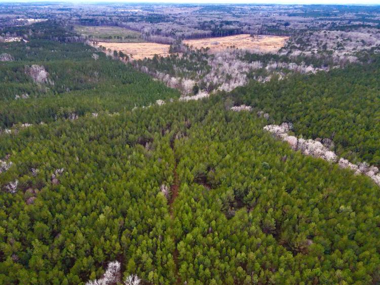 60 Acres in Simpson County, MS 