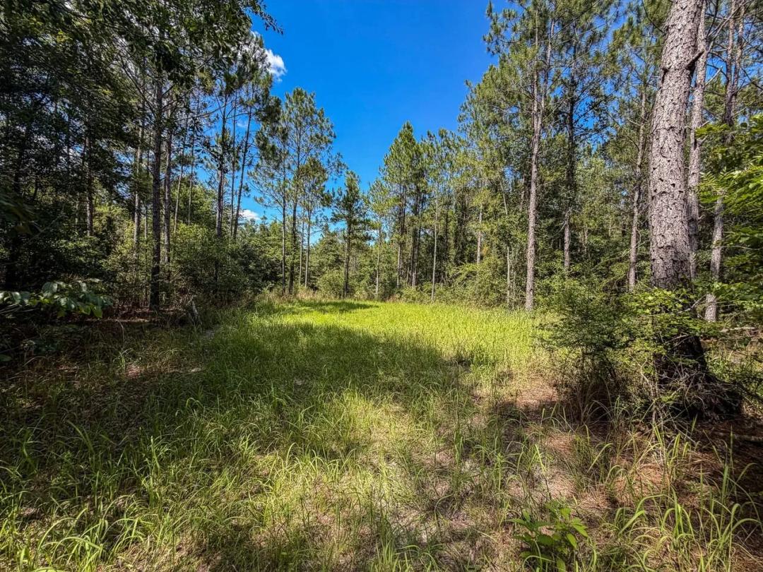 Hurricane Branch- 85 acres Washington County