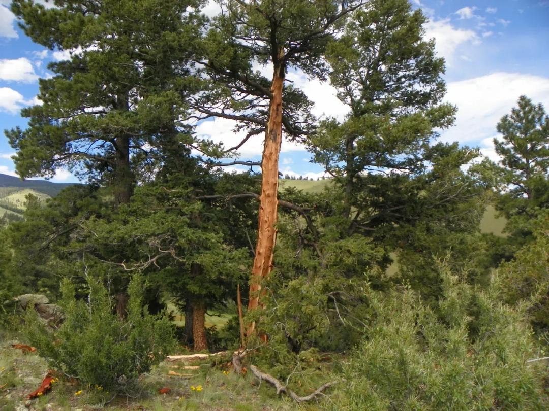 155 Acres of  Colorado Mountain Land/ Borders BLM / Year Round Creek