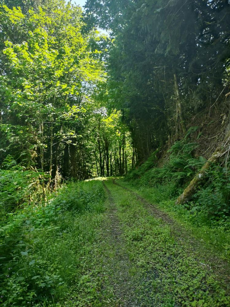 Beautifully Stocked ±38.95-Acre Commercial Forest on Glass Road