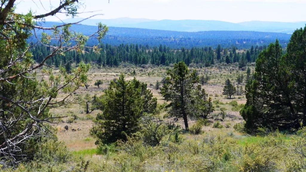 Huge views from these 5 adjoining buildable parcels - Borders Government Lands $19k per lot