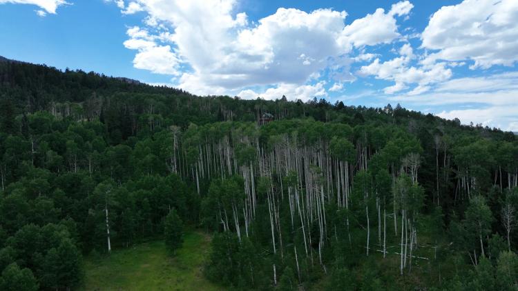 5 Acres in Cimarron Colorado