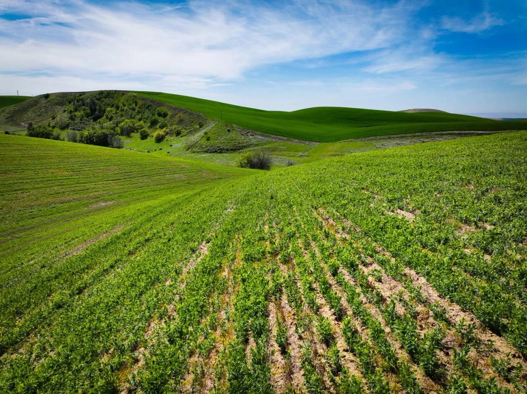 Walla Walla Waggoner Rd Farm