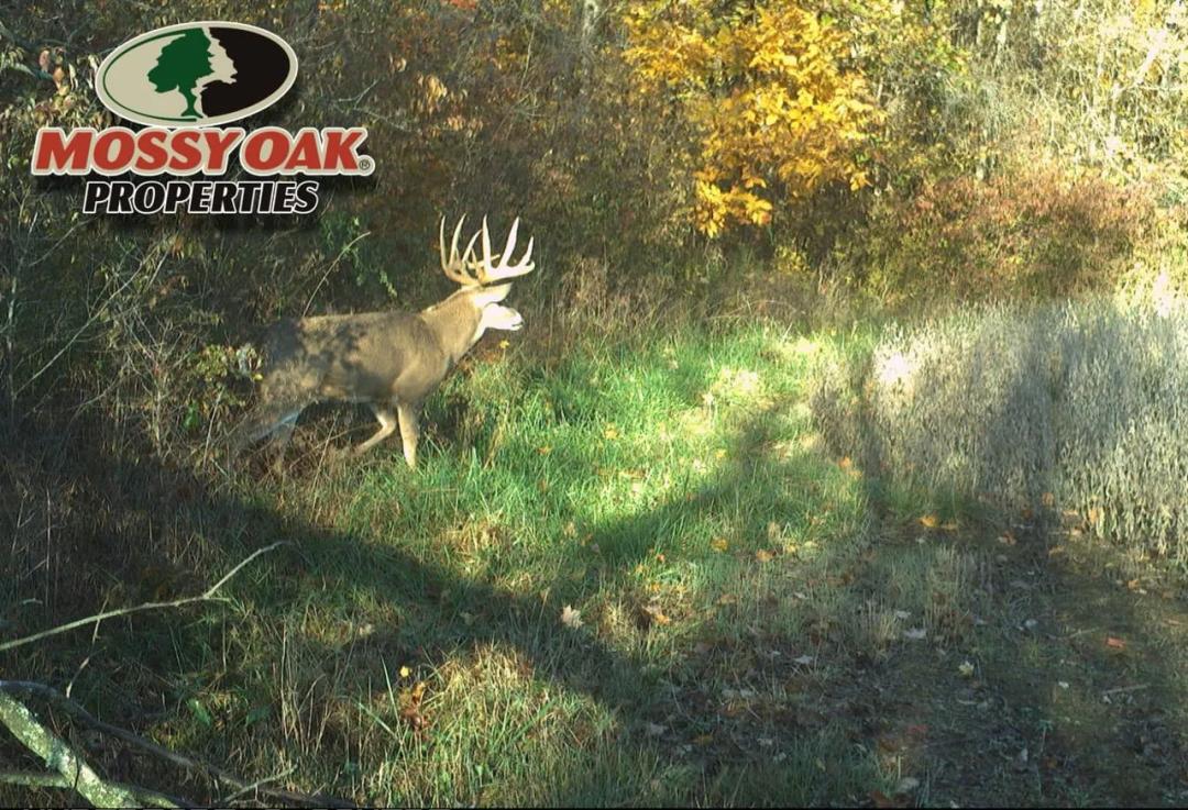 51± Acres for Sale in Albany, IN – Potential Homesite with Hunting Opportunities