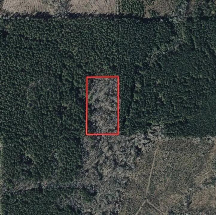5 ACRES+/- WINN PARISH, LA