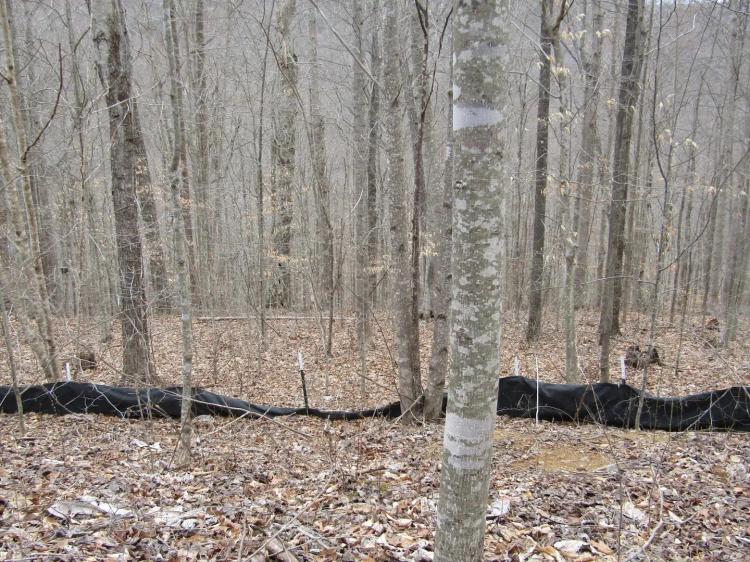 Lot 60 W. Bobcat Lane