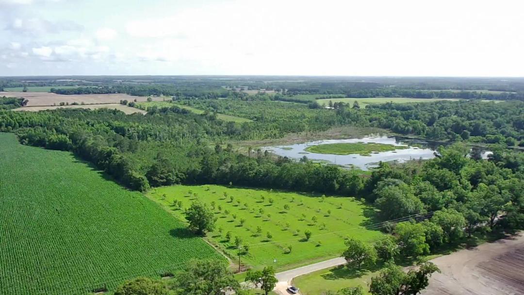 AUCTION | 113+ AC Pecan Orchard &amp; Hunting Land