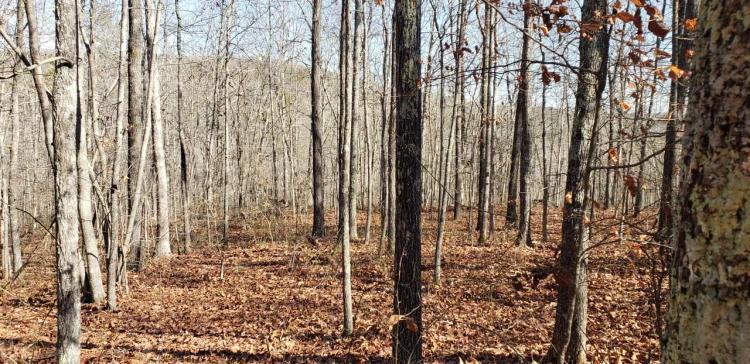 65 Acres in Van Buren County, Arkansas