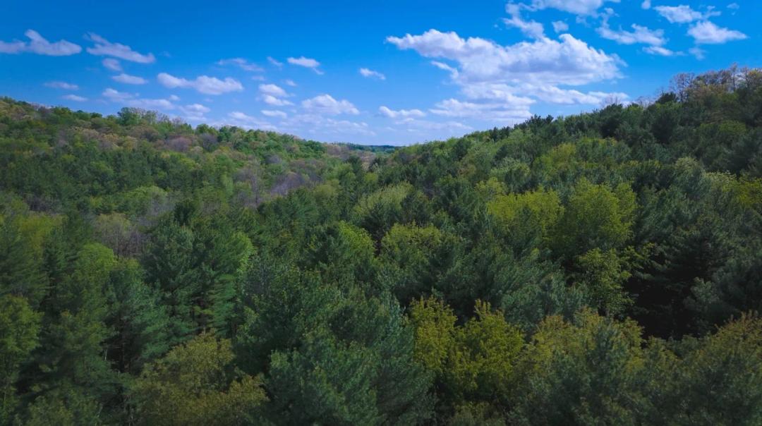 Knox County Forest Land !