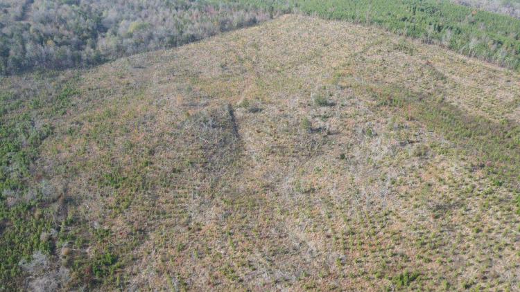 90.00 Acres at 0 Morris Lane