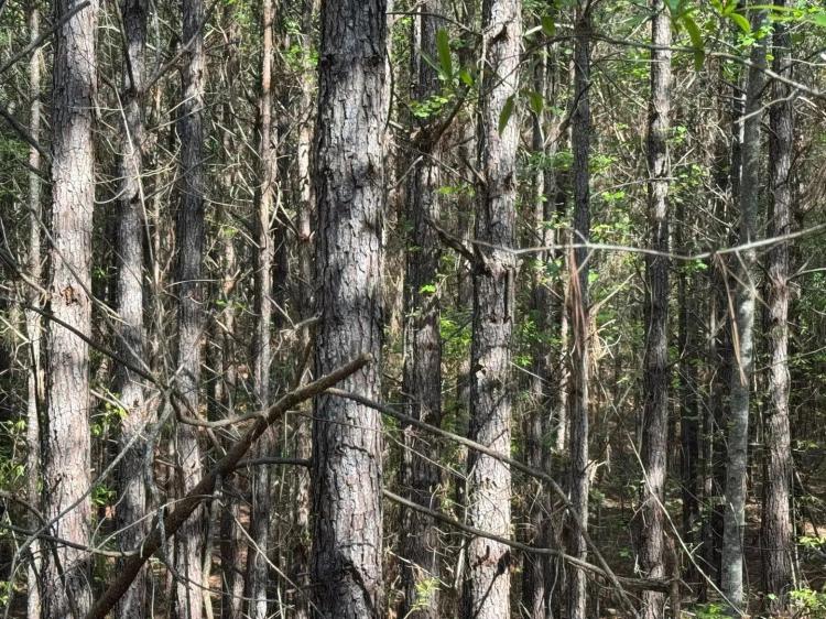 120 +/- Acres, Pine Plantation/Hunting Tract, Tallapoosa County, AL