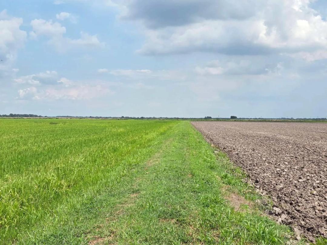 238 Acre Irrigated Rice Farm, Kaplan, La.