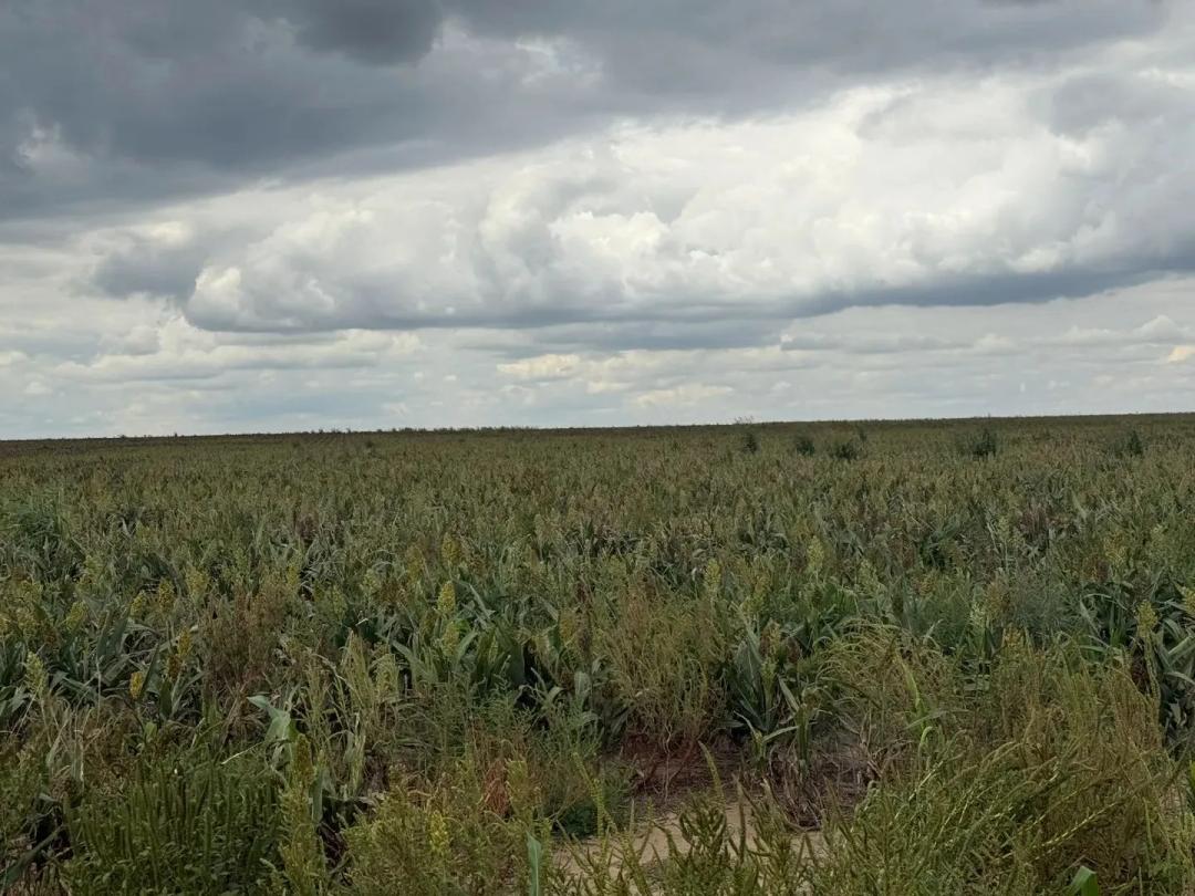 Dryland Quarter Section in Texas County 