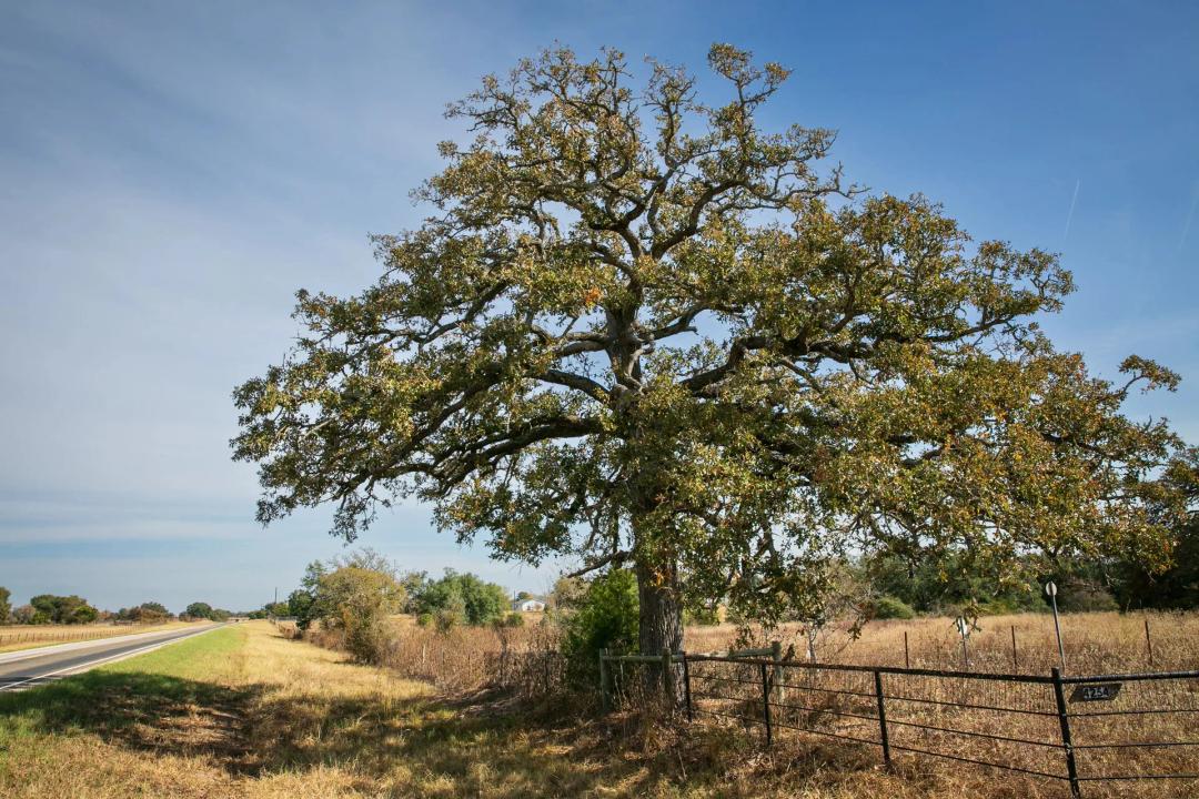 4254 FM 180 Ledbetter TX