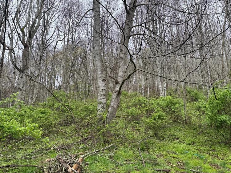 VACANT LAND