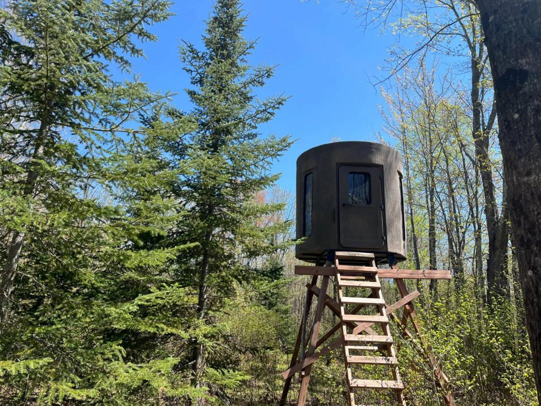 Phenomenal Whitetail Habitat near the Lake Superior South Shore