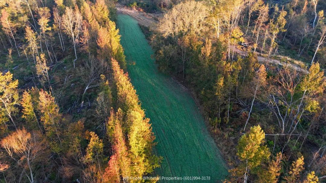 Centers Creek 72± Acre Hunting Tract In Claiborne County