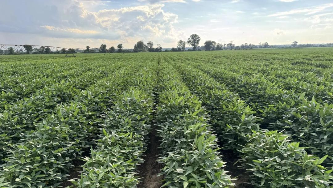 SE Missouri Farmland