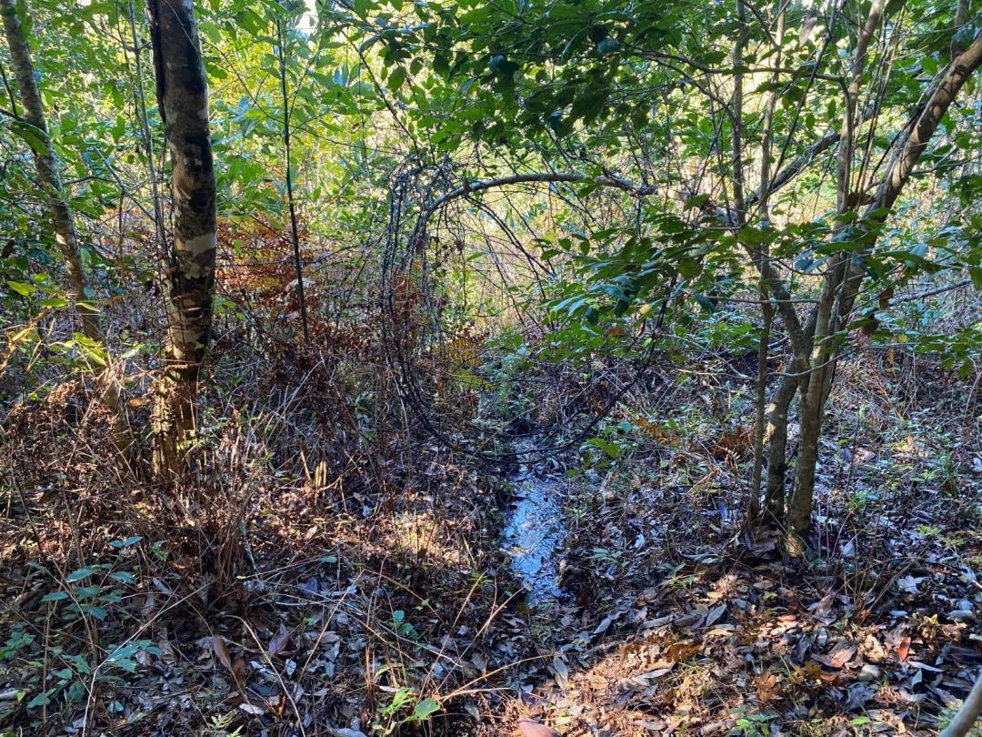 75 Acres - Perry Co. - FL Bailey Tract