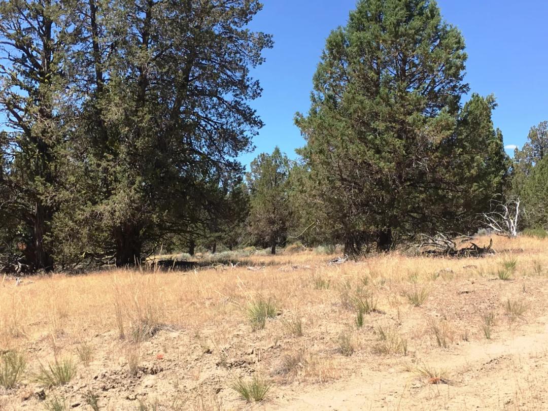 Treed parcel on Tableland Mesa
