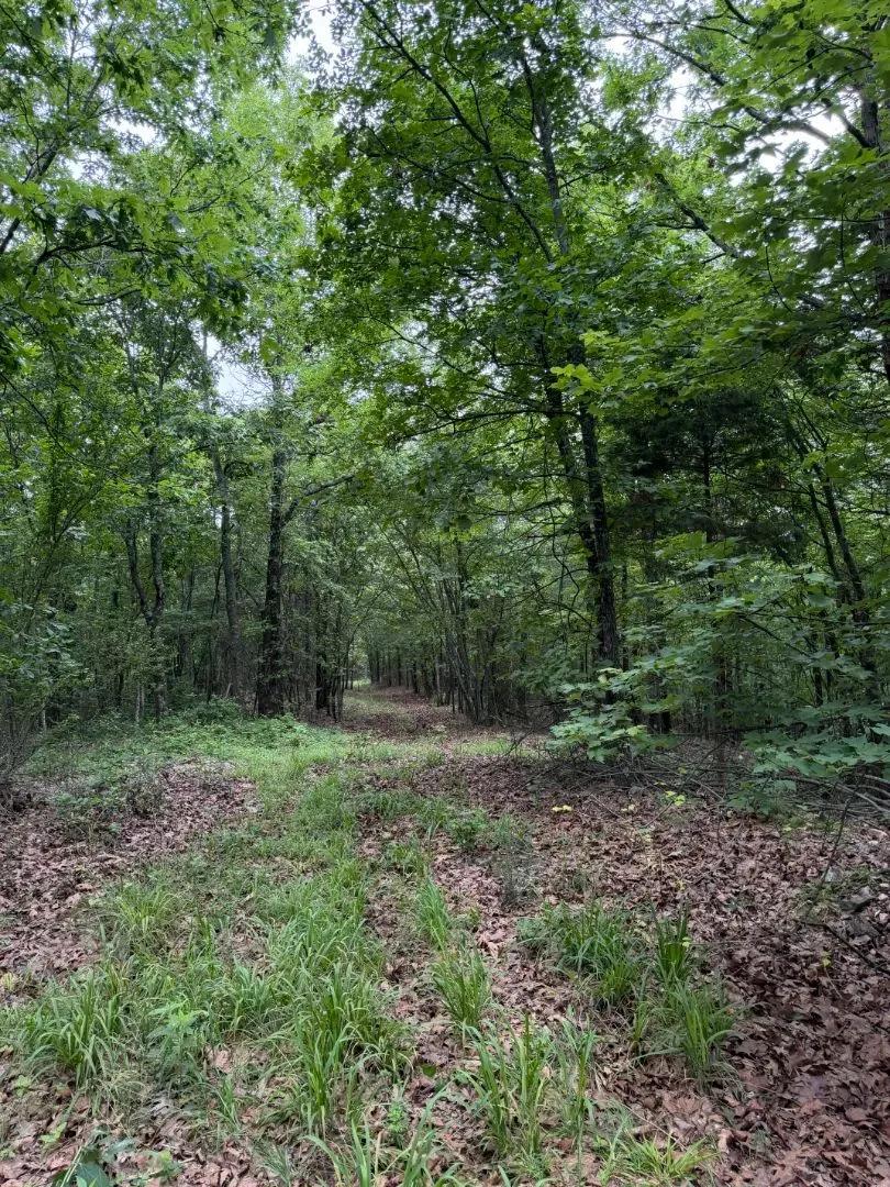 61 Acres in Polk County, AR 
