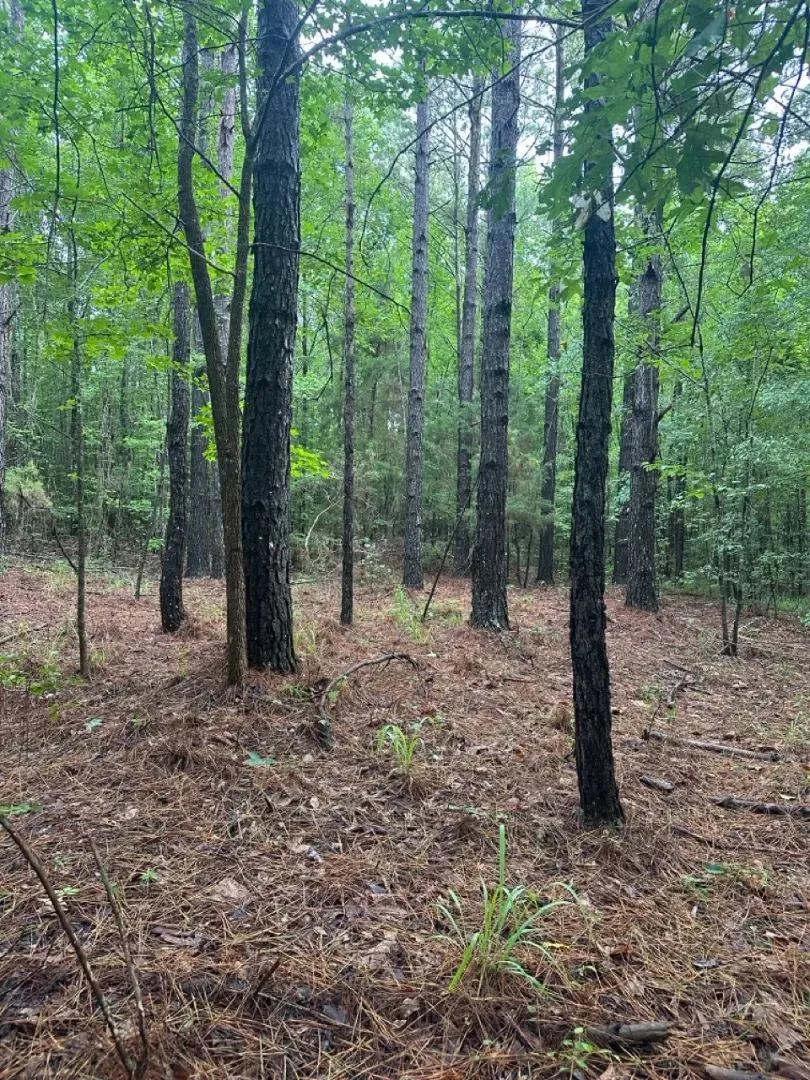 10 in Acres in Sumter County, AL