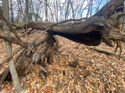 IMG_9430 (1)