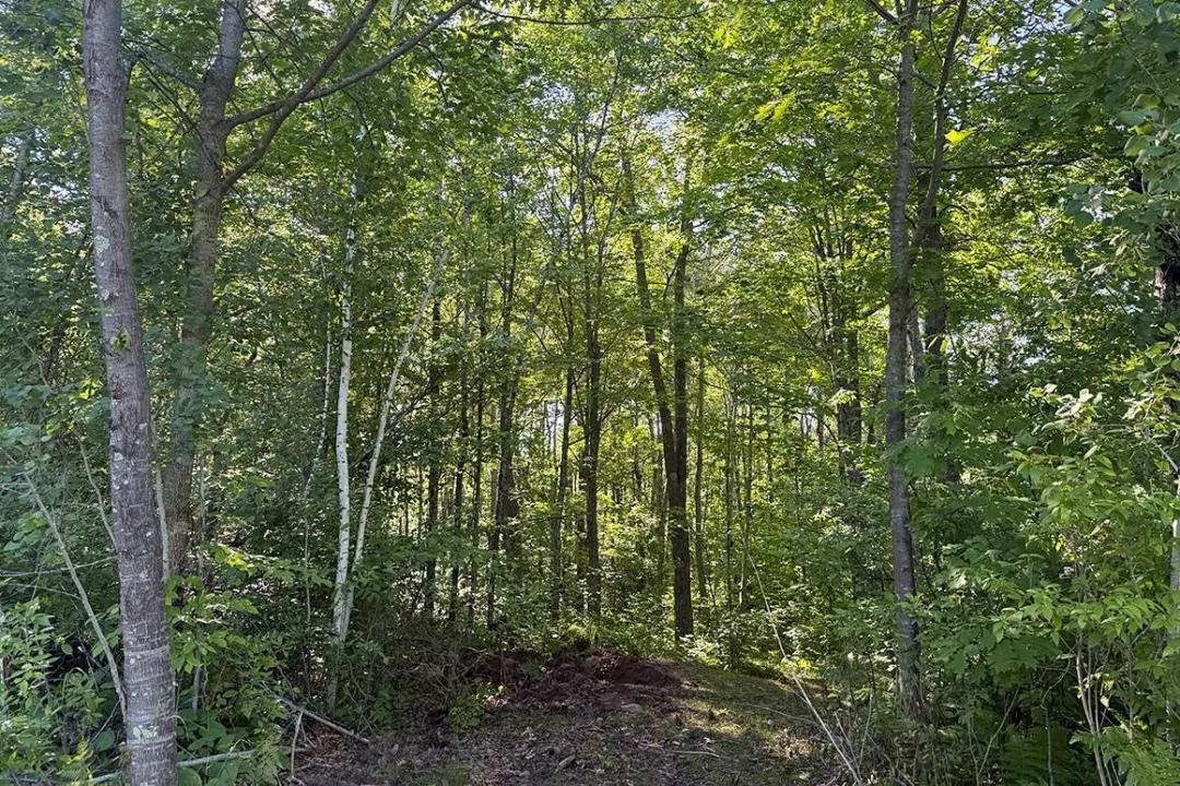 7.88 Acres Near Danbury, WI - Premium Recreational Land in WI.