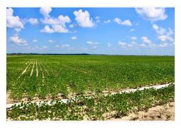 Land.com_Images14