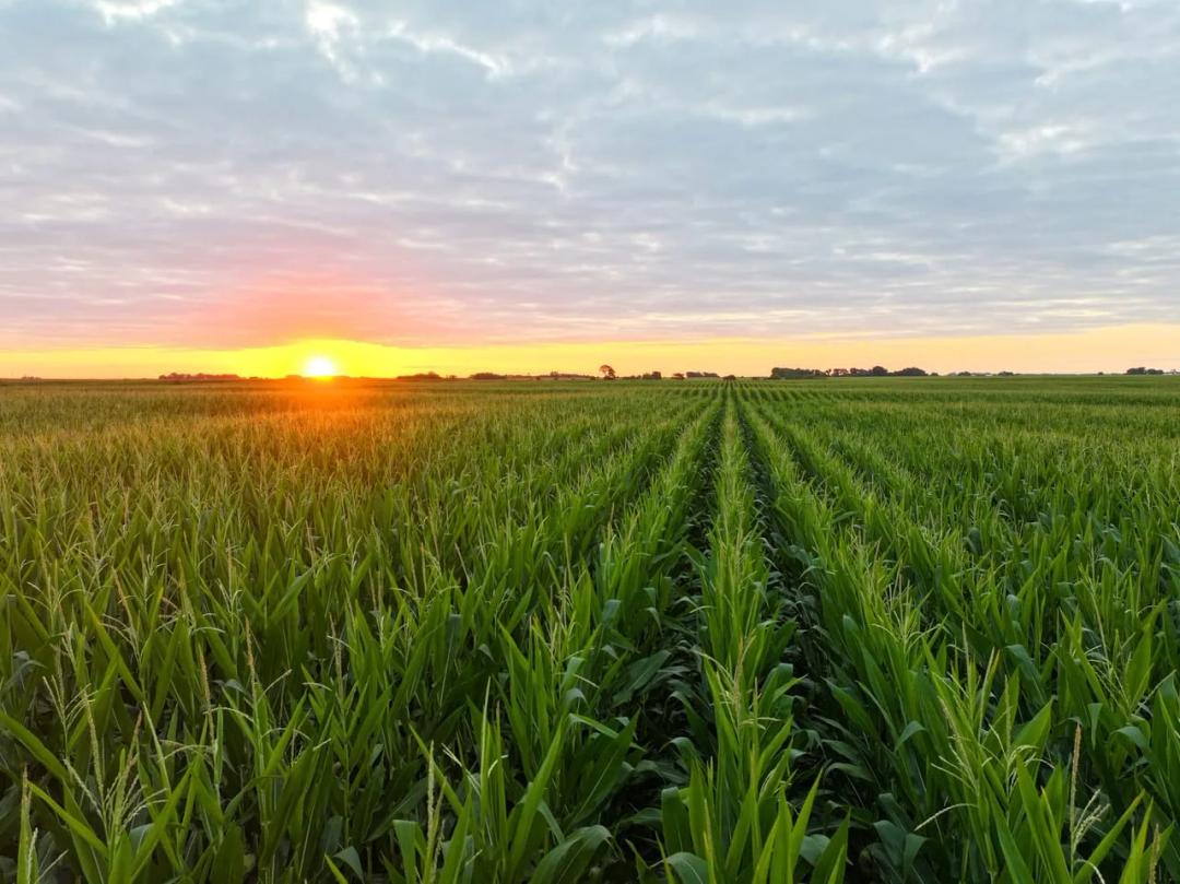 Listing #19622 - 117.00 acres in Buchanan County, IA