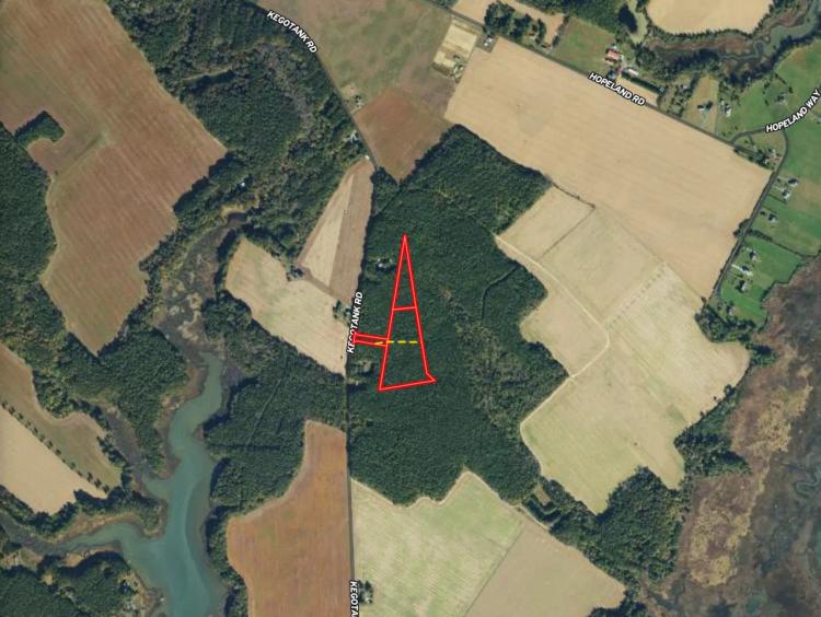 10.5 acres of Timber Land For Sale in Accomack County VA!