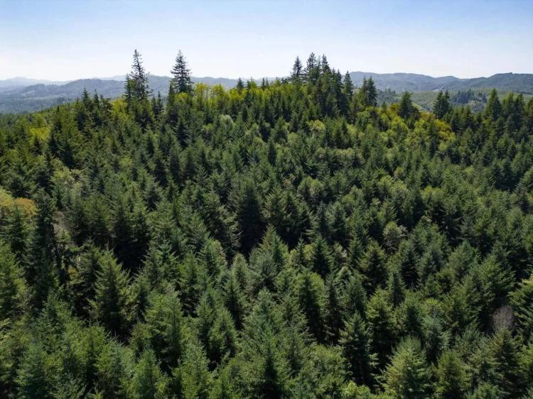 Upstream Timber and Cattle Ranch