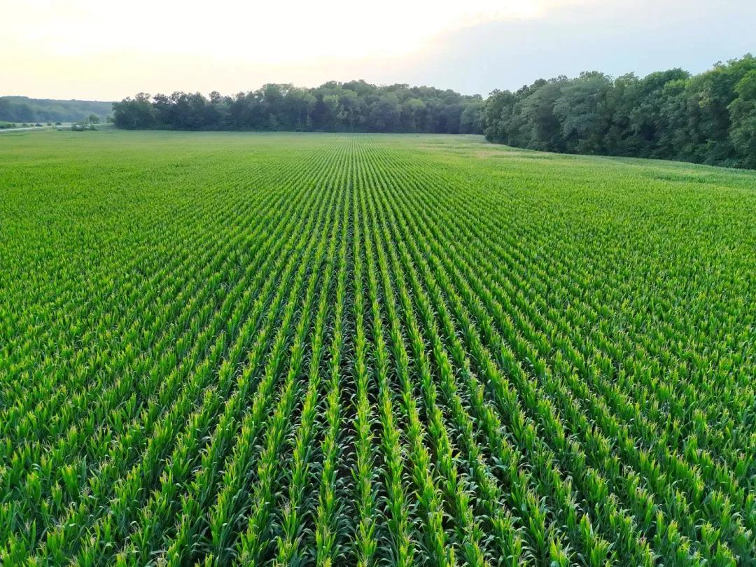 Highly Productive 26.65-Acre Farm with Cropland & Hunting Potential – Lincoln County