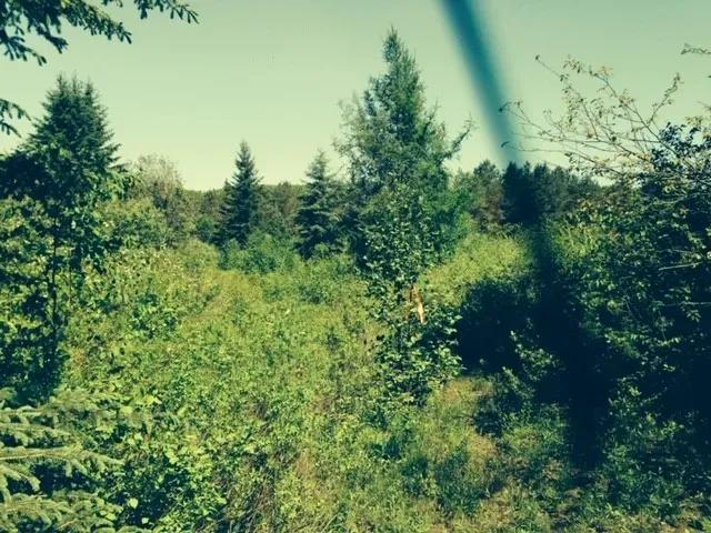 PIC-3