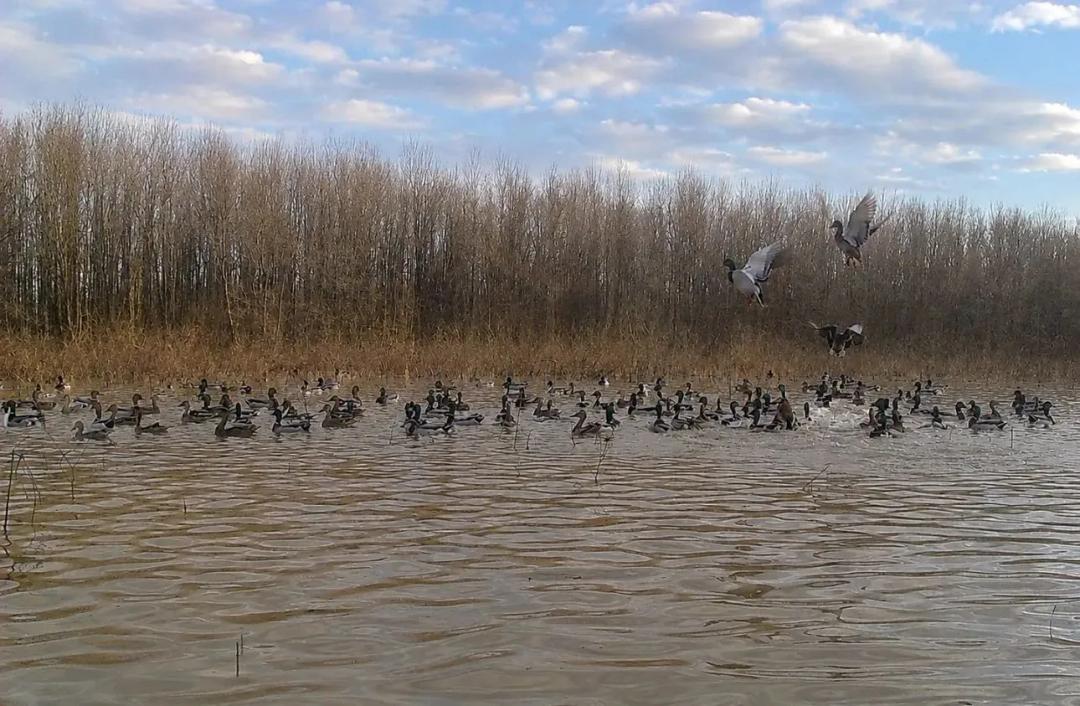 93 Acres in Quitman County, MS 