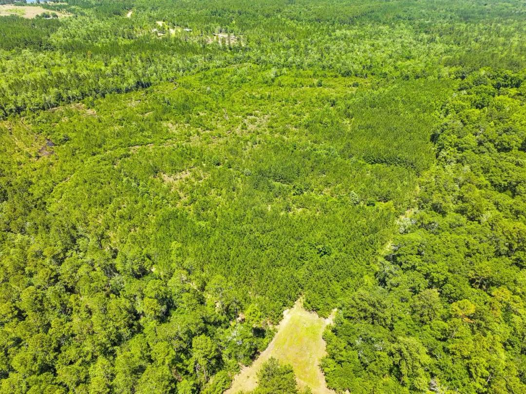 Hurricane Branch 40 acres Washington County