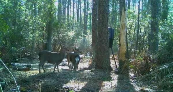 1.00 Acres at 3429 Golden Hill Rd