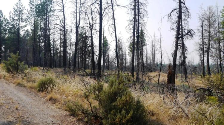 2 adjoining undeveloped residential Lots near Beatty Oregon  * REDUCED due to fire several years ago