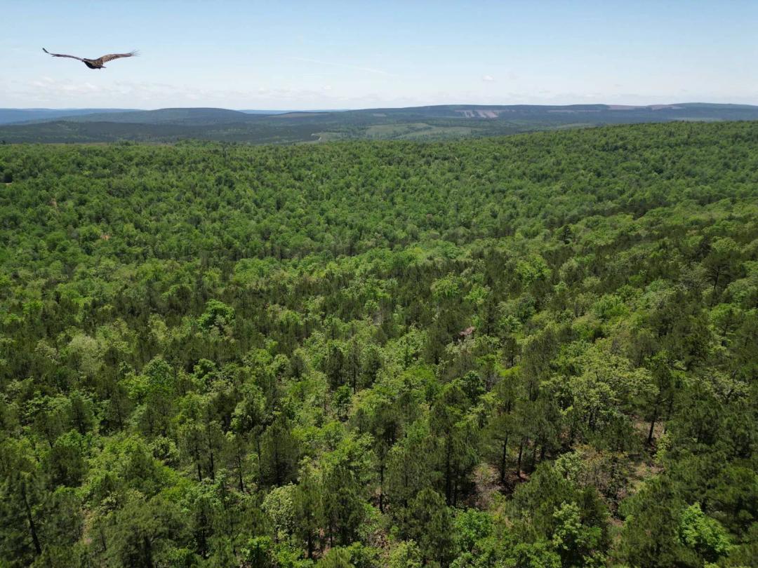 40 ACRES MOUNTAIN TOP LAND IN SOUTHEAST OKLAHOMA FOR SALE