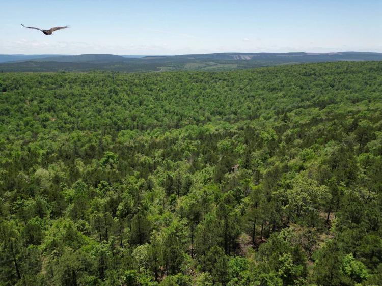 40 ACRES MOUNTAIN TOP LAND IN SOUTHEAST OKLAHOMA FOR SALE