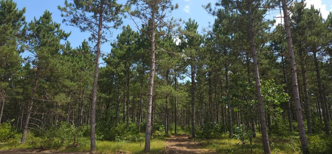 Wooded Land Near Lake Petenwell & Castle Rock Lake Rome WI.