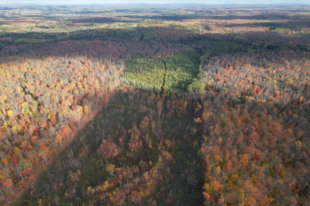 160 Acres of Hunting Land in Ashland County, WI for Sale