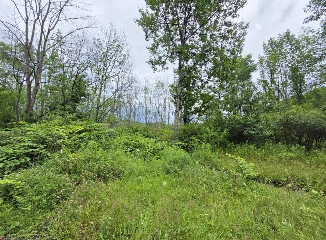 10 acres of wooded land. Wonderful area to build your dream home
