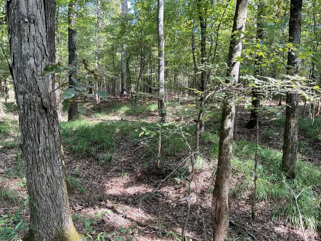 Lot 38 - Lake  Gainesville Estates-Warsaw Alabama